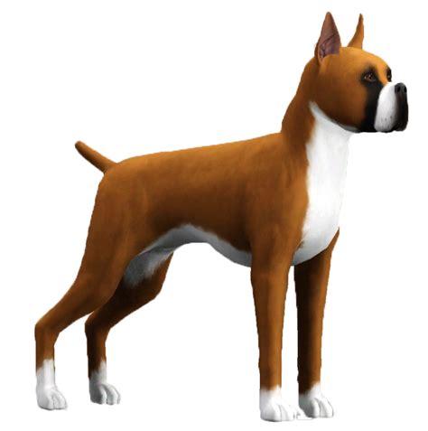 Boxer Sims United Kennel Club