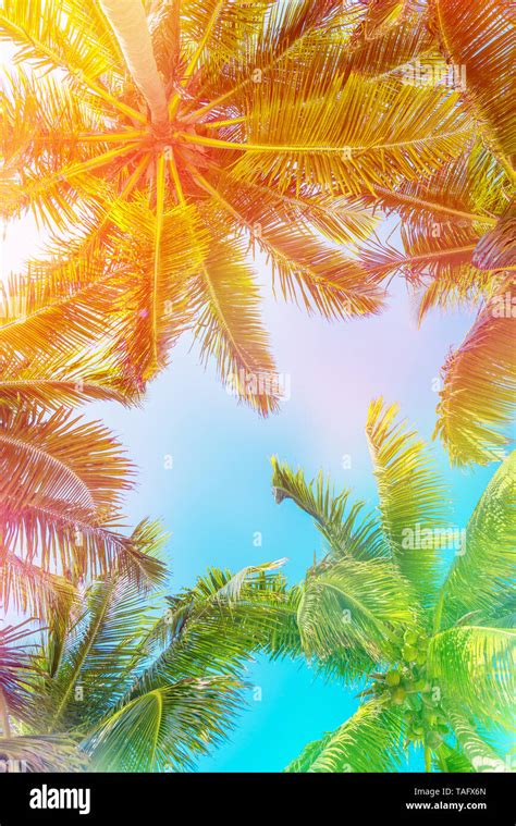 Exotic Palm Trees Background Vintage For Beach Themed Designs