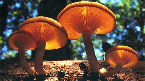 Mushrooms On Tree Trunk In Blur Green Bokeh Background Hd Mushroom