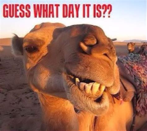 With tenor, maker of gif keyboard, add popular camel guess what day it is animated gifs to your conversations. Guess what day it is quotes quote days of the week ...