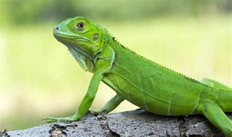 Ten Things You Never Knew About Lizards Uk
