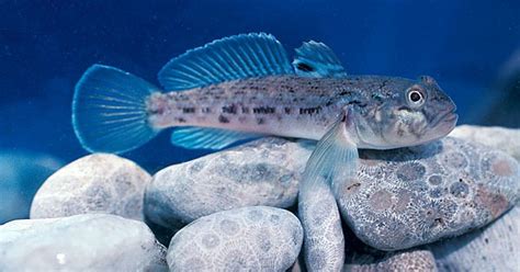 Great Lakes Round Gobies A Mixed Blessing Lake Scientist