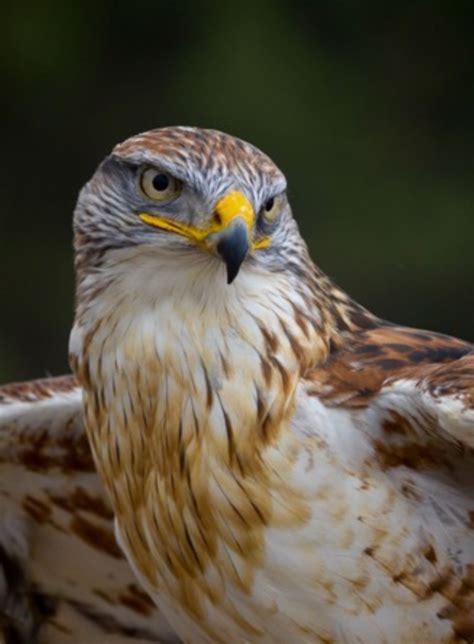 Head Of A Ferruginous Hawk Buteo Regalis This Large Broad Winged