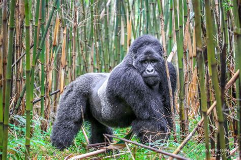 Mountain Gorilla Mgahinga Gorilla National Park Uganda Krijn Van Der