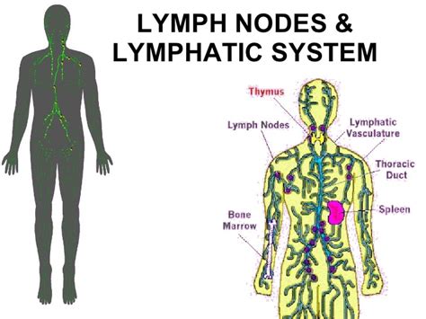 Lymph Nodes And Lymphatic System