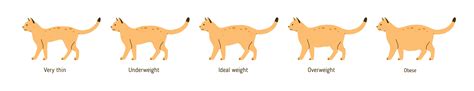 How To Tell If Your Cat Is Overweight Charlotte Vet Veterinary