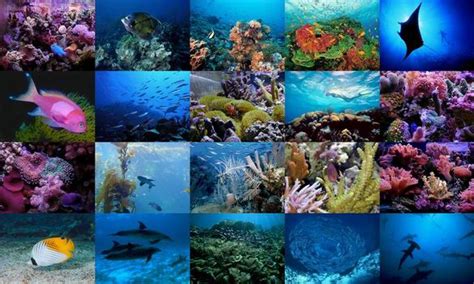 Ajorbahmans Collection Ocean Life On The Brink Of Mass
