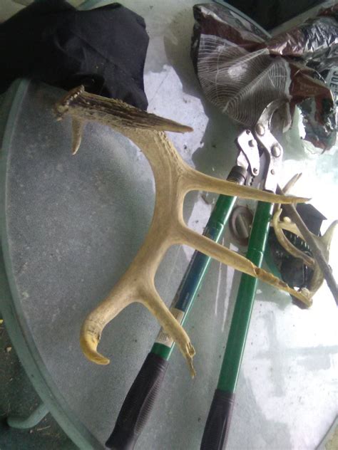stumbled on this shroomin | Indiana Sportsman Forum