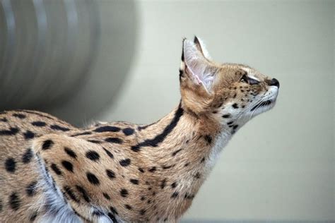 Do Serval Cats Make Good Pets What You Need To Know Pet Keen