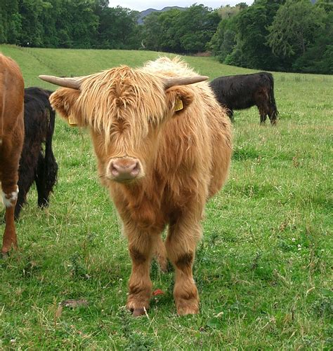 Filehighland Cow Loch Ness