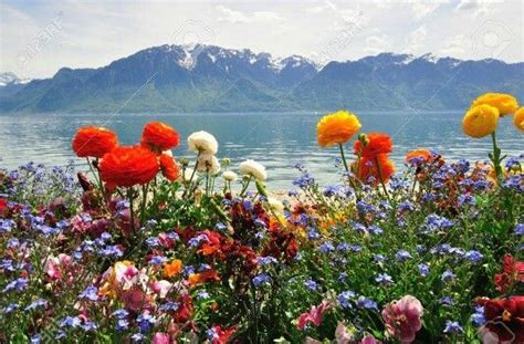 Beautiful Flowers And Mountains In Switzerland