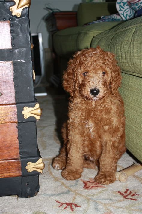 Standard synonyms, standard pronunciation, standard translation, english dictionary definition of standard. Standard poodle | Poodle dog, Poodle puppy standard
