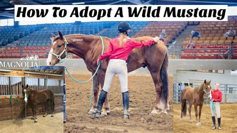 How To Adopt A Wild Mustang Youtube