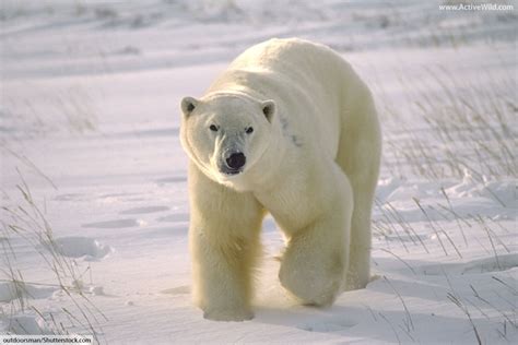 Polar Bears Facts Information Pictures And Video For Kids