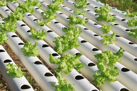 (leaves can yellow after long, wet periods of weather because a lot of rain washes nitrogen from the soil.) before you plant onions, take care of. Can Plants Grow Without Soil? | Wonderopolis