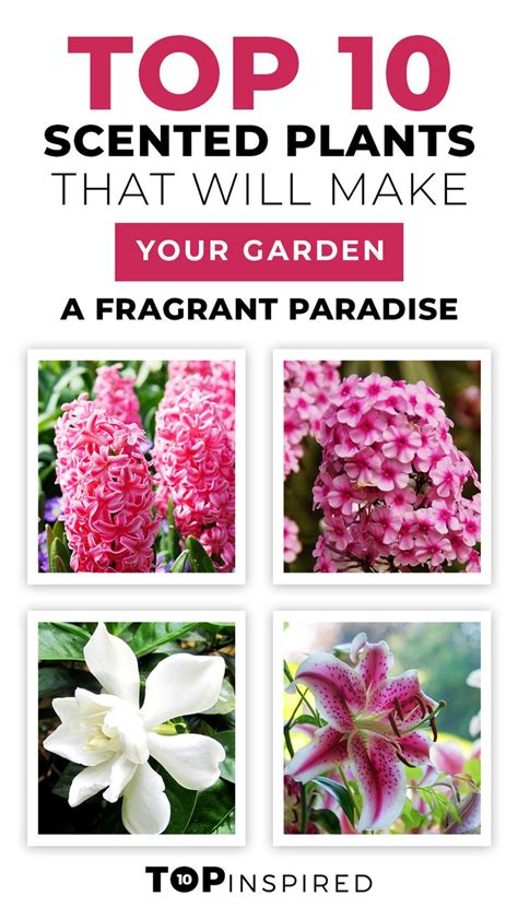 Top 10 Scented Plants That Will Make Your Garden A Fragrant Paradise