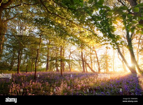 Bluebell Display Hi Res Stock Photography And Images Alamy
