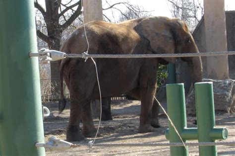 Bronx Zoo Tops List Of Ten Worst Zoos For Elephants In North America