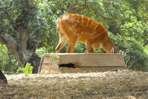Dec 19, 2020 · celebra del día de la madre en río safari elche. Pin em @PorqueAmoPortugal? Badoca safari park