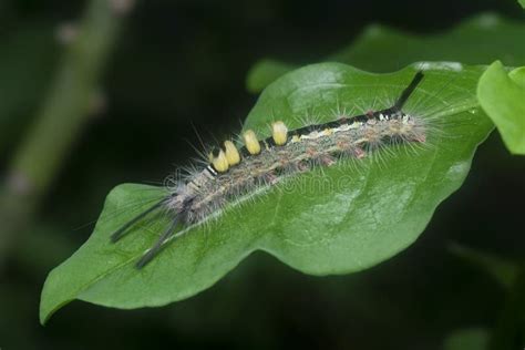 Hairy Tussock Moth Larvae Caterpillar On The Leaves Stock Image Image