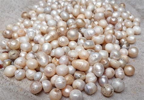9 15mm Pearl No Hole Loose Natural Pearls Unpolished Pearl Etsy