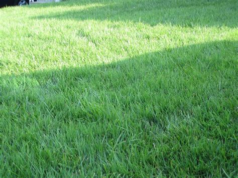 Weed Control Whats An Organic Way To Discourage Crabgrass From A