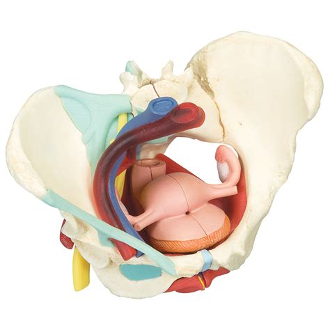 James pickering, associate professor of anatomy at the university of leeds. Childbirth Education Products | Childbirth Graphics