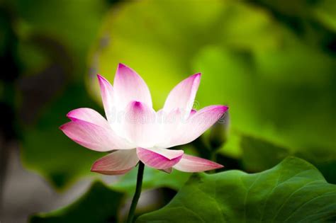 Pink Nelumbo Nucifera Gaertn Lotus Stock Photo Image Of Plant Close