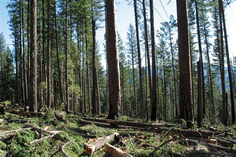 Ramping Up Forest Restoration