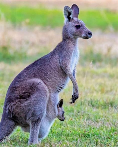 Animals On Instagram “kangaroos Are Marsupials Aka They Carry Their