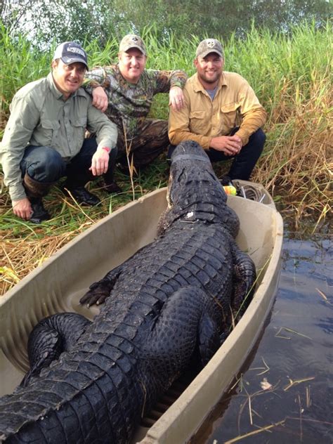 Florida Alligator Hunting Outfitters Florida Alligator Hunts