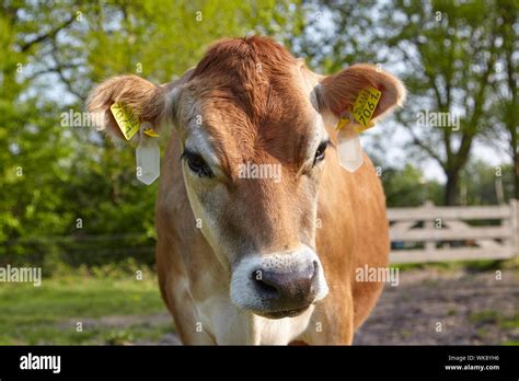 Jersey Cow Hi Res Stock Photography And Images Alamy