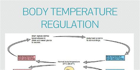 Body Temperature Regulation Infogram