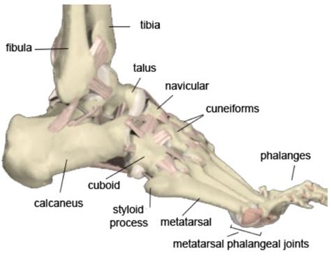 Emergency Medicine Educationfoot And Ankle Bones