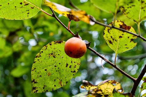 You most probably have a broadleaf or deciduous tree that is either a magnolia, persimmon, dogwood, blackgum, water or live oak. Labyrinth Gal: Wild Persimmon & The Rule of Thirds