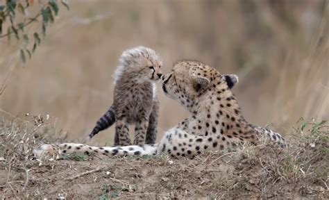 816485 Cheetahs Cubs Two Roar ©tambako The Jaguar Rare Gallery