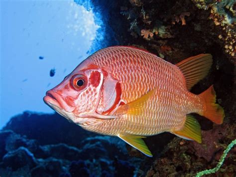 State Announces A 40 Day Recreational Red Snapper Season In State And