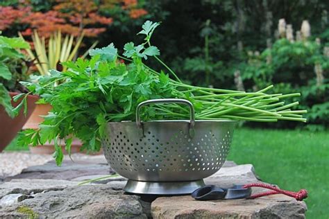 Growing And Storing A Year Of Parsley A Way To Garden