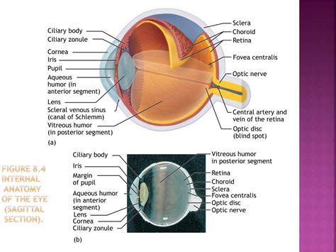 Ppt Anatomy Of The Eye And The 12 Cranial Nerves Powerpoint