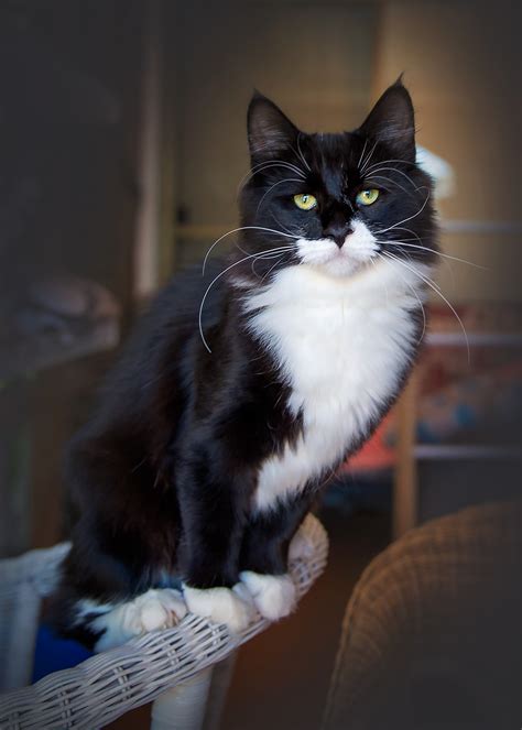 Fairwind Forest Cats Norwegian Forest Cat Breeder Tasmania