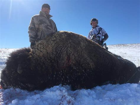 Nebraska Sandhills Bison