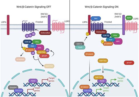 Frontiers Epigenetic Regulation Of The Wntβ Catenin Signaling