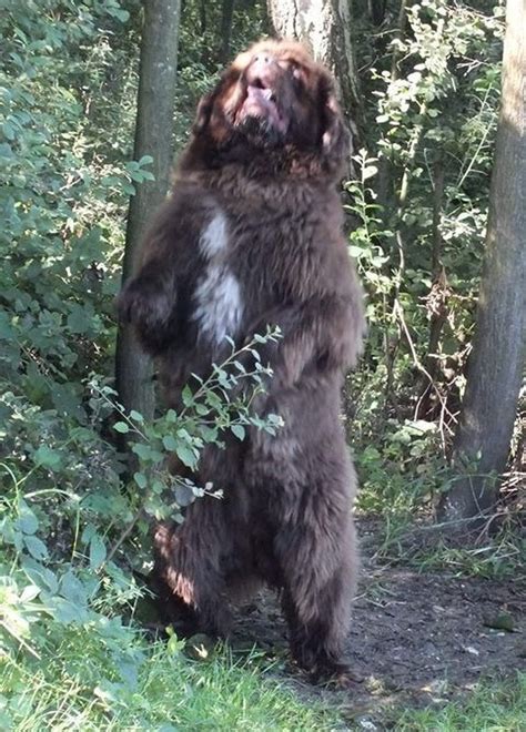 We did not find results for: 25 People Dreaming Of Getting A Home-Based Teddy Bear Got ...