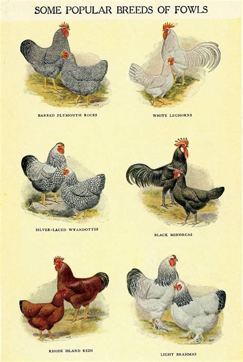Vintage Chicken Rooster Hen Illustration By Zippitydoodlepaper