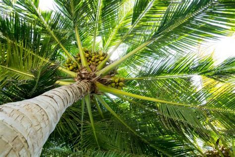 14 Classic Palm Trees Hgtv