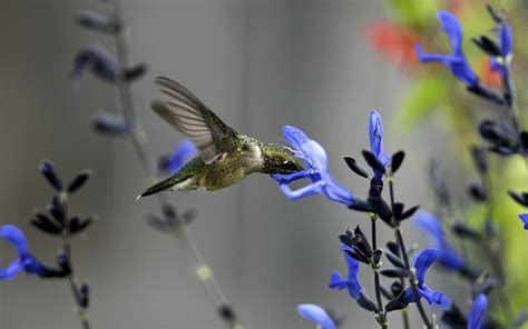 Bird Field Flower Macro Blue Hummingbirds Wallpapers