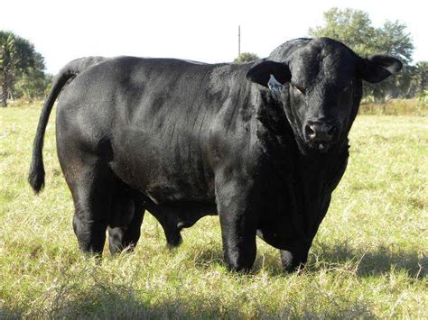 Brangus Cattle Info Size Lifespan Uses And Pictures