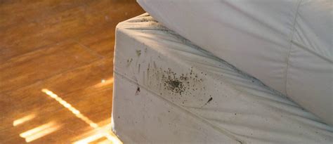 Bed Bug Hideouts You Should Find As Soon As Possible Careful Here