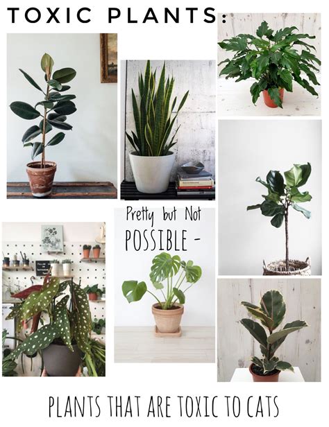 Get a list of the plants that are safe for cats. Toxic plants to pets cats | Cat safe house plants, Cat ...