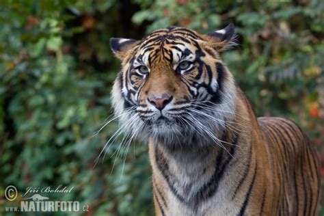 Panthera Tigris Sumatrae Pictures Sumatran Tiger Images Nature